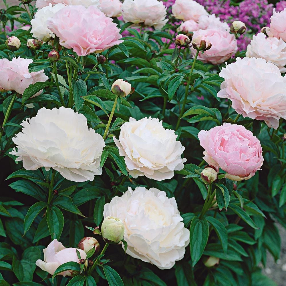 Paeonia Moonstone | White Flower Farm