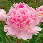  Peony 'Eden's Perfume'