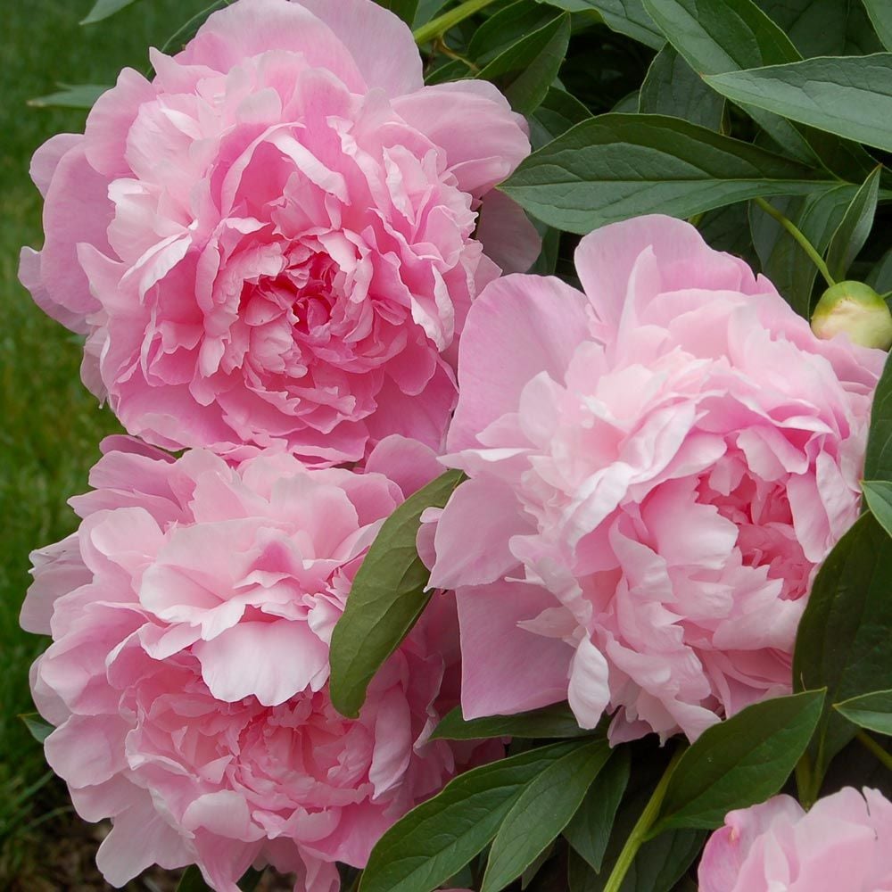 Peony 'Vivid Rose'