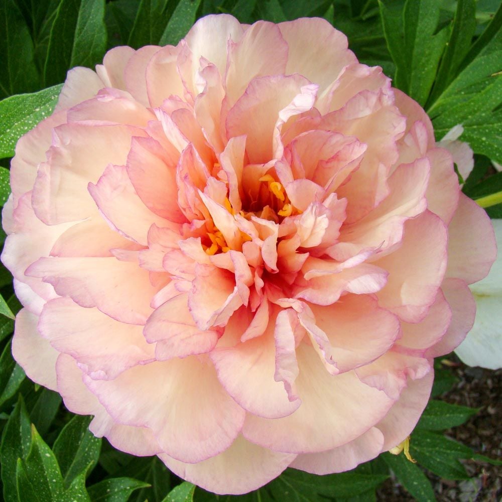 Peony 'Scrumdidleumptious' - Itoh Peony