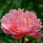  Peony 'Pink Hawaiian Coral'