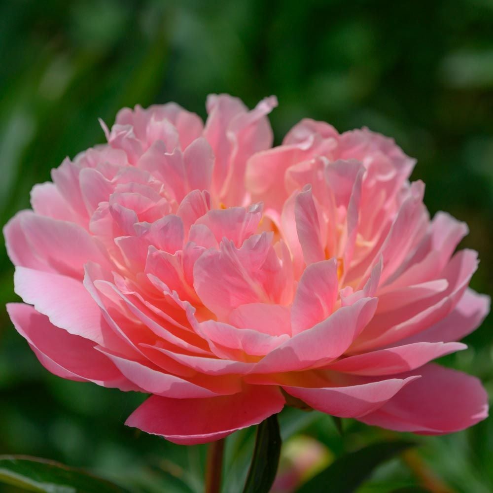 Peony 'Pink Hawaiian Coral'