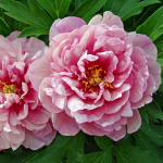  Peony 'Pink Double Dandy' - Itoh Peony