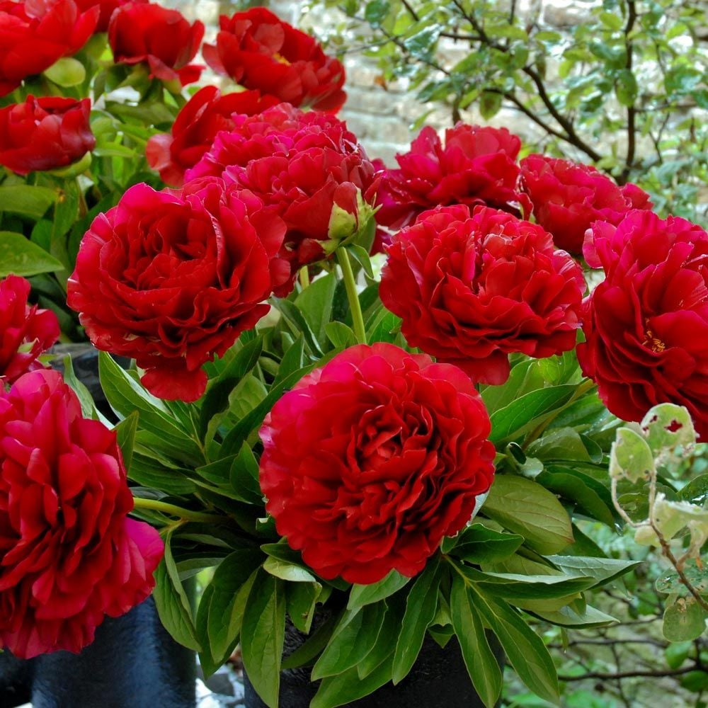 Peony 'Henry Bockstoce'