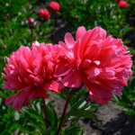  Peony 'Lorelei'