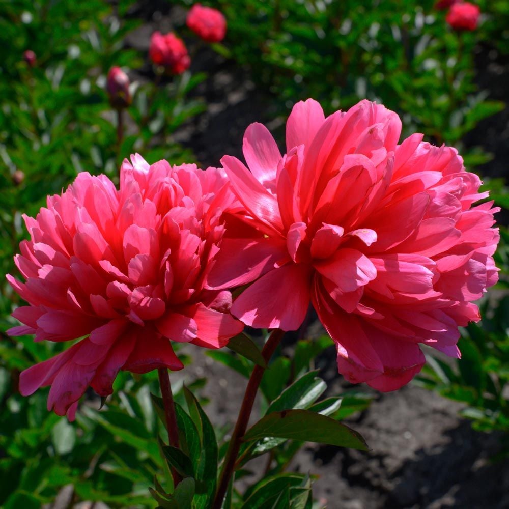 Peony 'Lorelei'