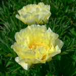  Peony 'Bartzella' - Itoh Peony