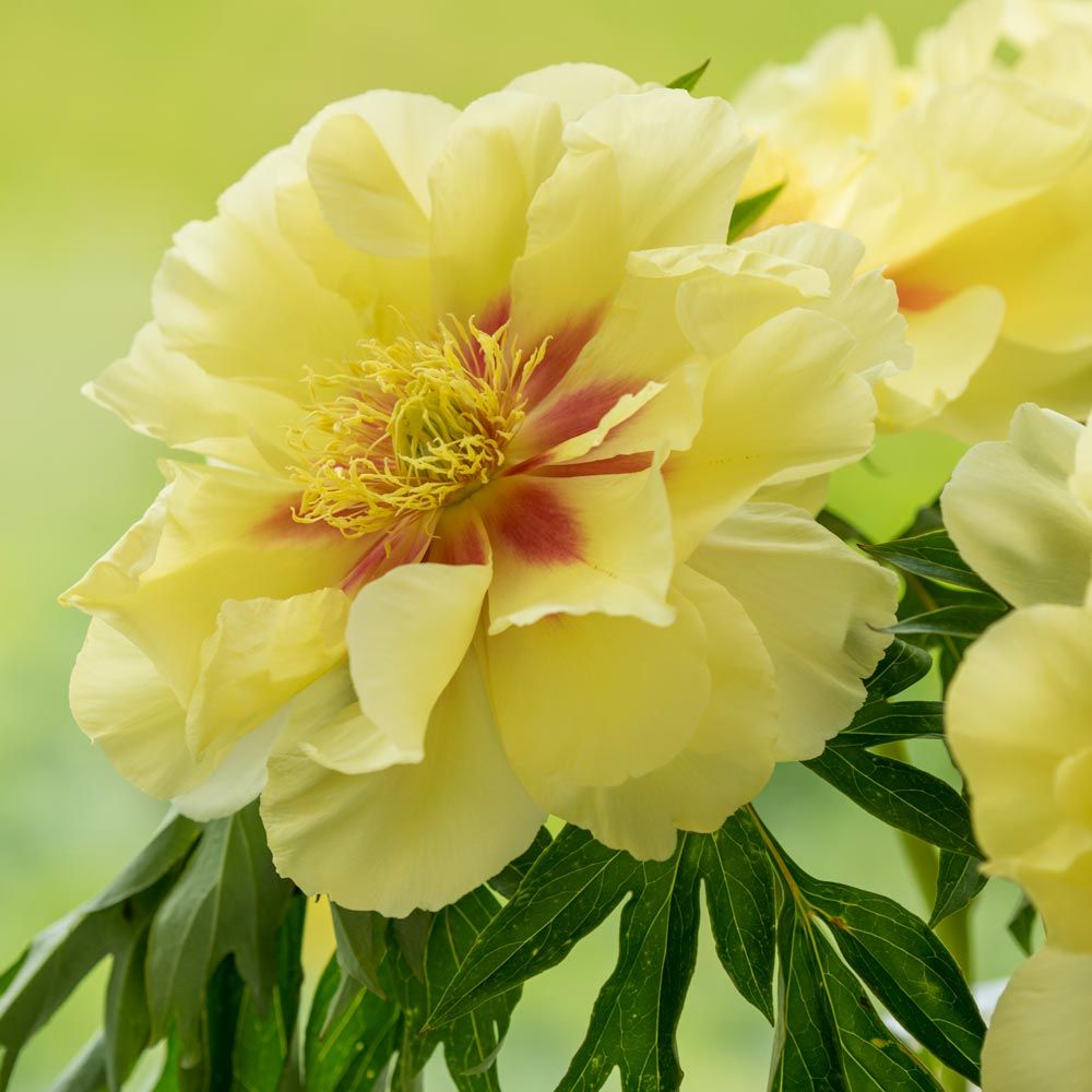 Yellow Peony Flower