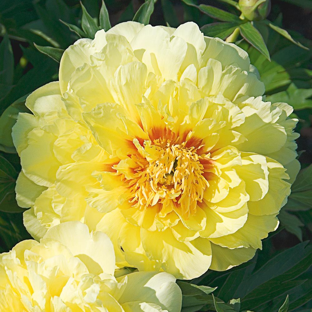 Peony 'Bartzella' Itoh Peony White Flower Farm