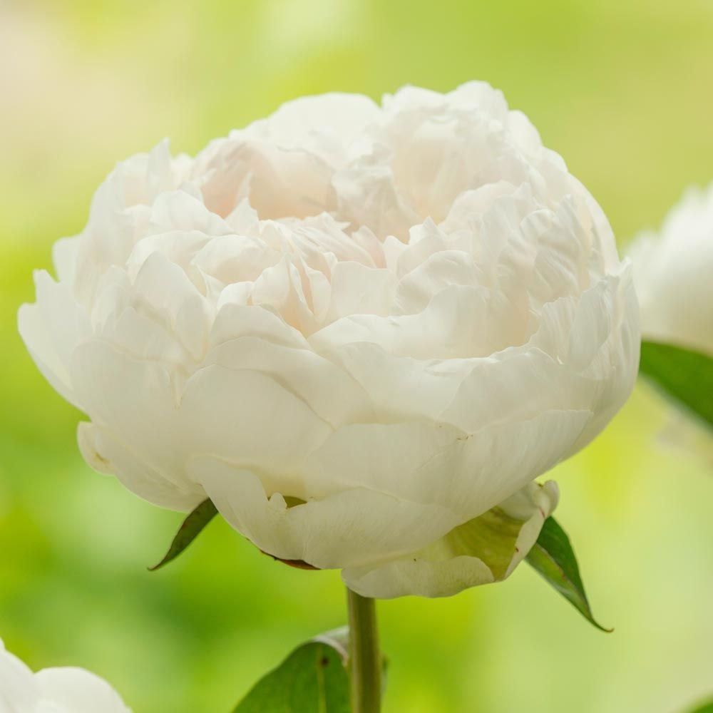 Peony 'Elsa Sass' White Flower Farm