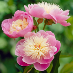  Peony 'Bowl of Beauty'