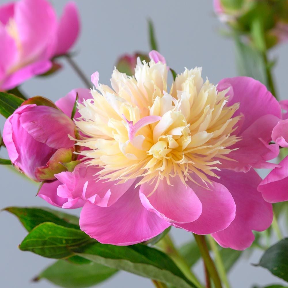 24 Great Bowl of beauty peony history 