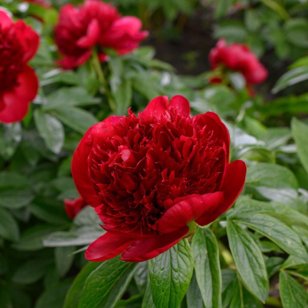 interview teori Konsekvenser Peony Red Charm | White Flower Farm