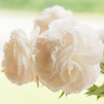  Peony 'Mother's Choice'