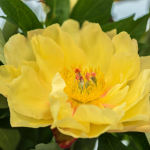  Peony 'Garden Treasure' - Itoh Peony