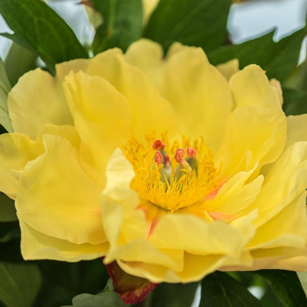 Peony 'Garden Treasure' - Itoh Peony