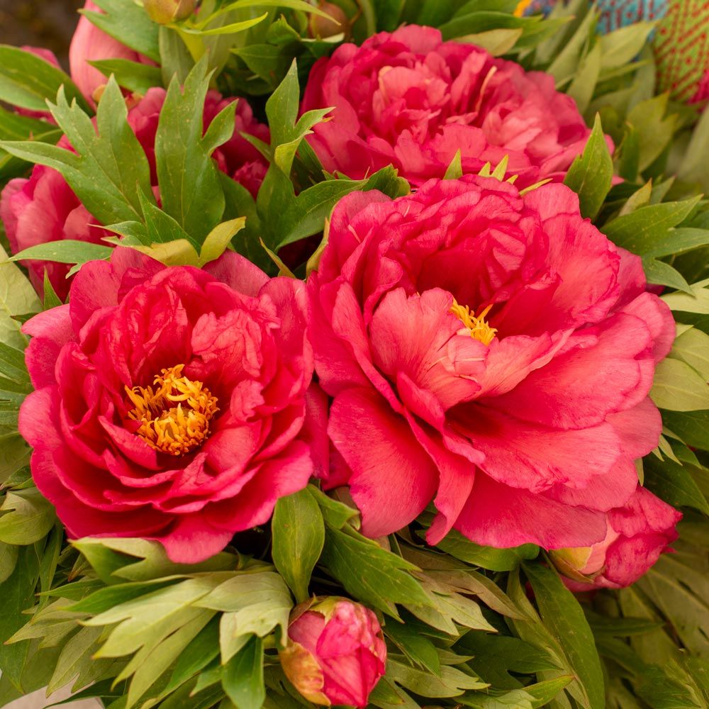 Peony Hillary Itoh Peony White Flower Farm