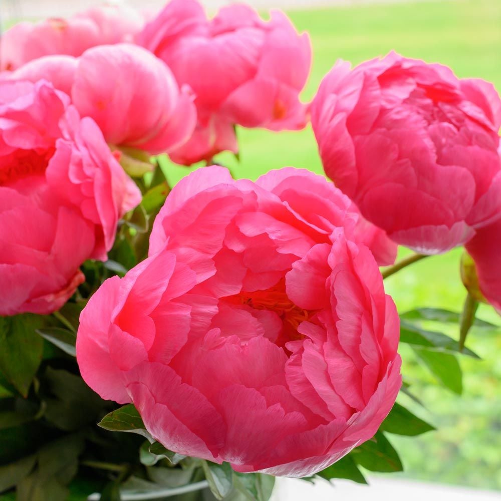 Peony 'Cytherea'