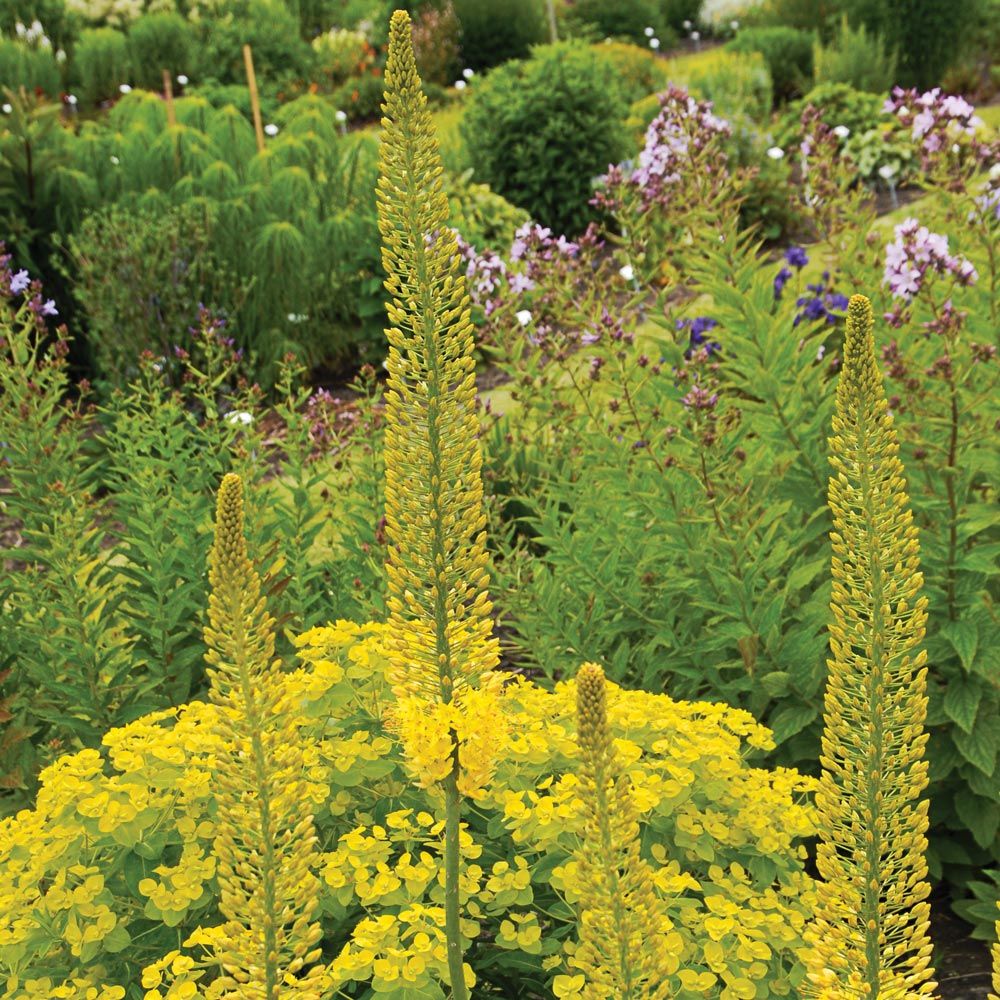 Eremurus stenophyllus