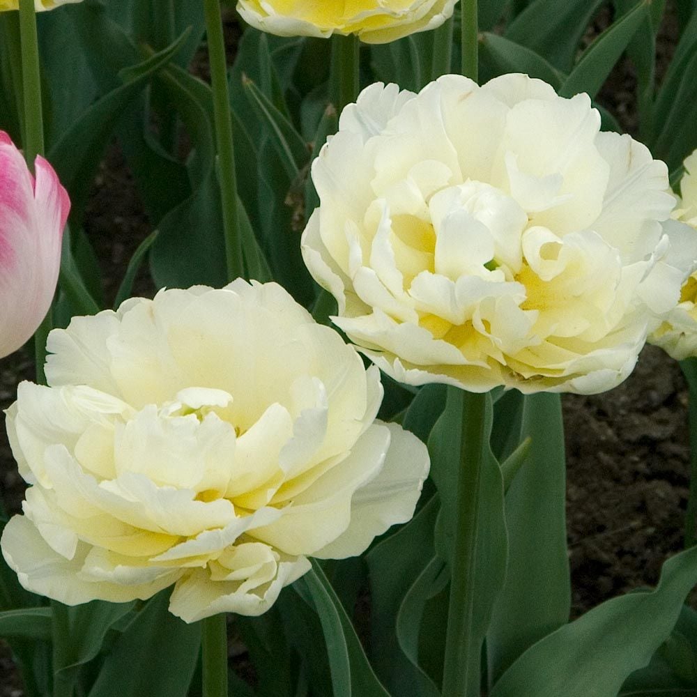 Tulip 'Verona'