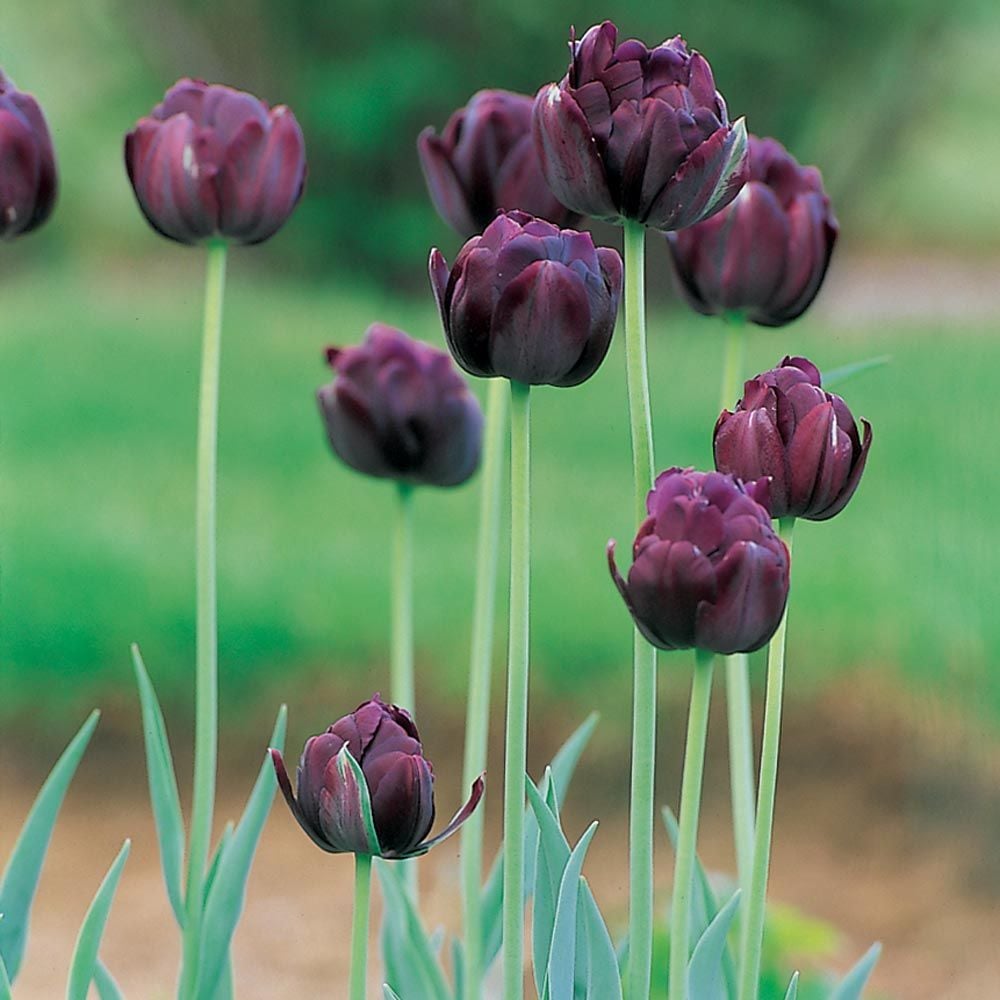 Tulip 'Black Hero'