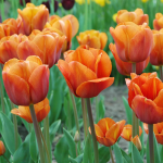  Tulip 'Cairo'