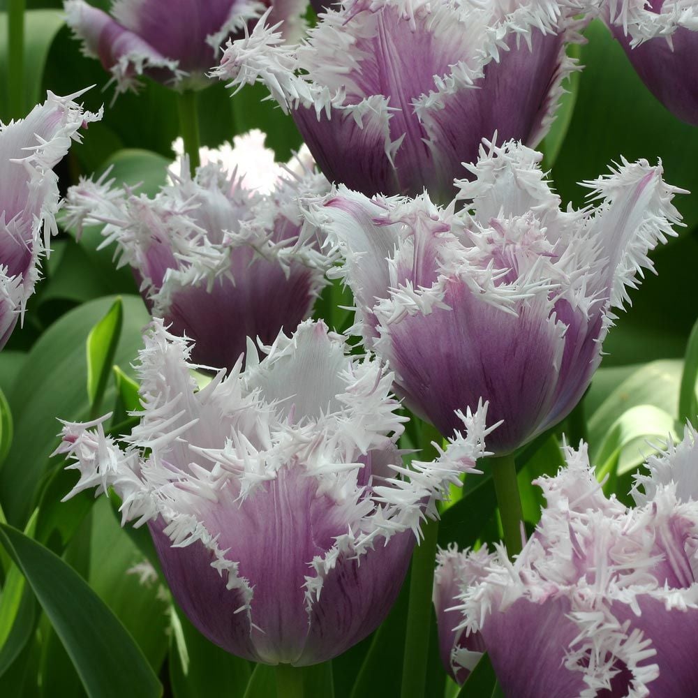 Tulip 'Cummins'