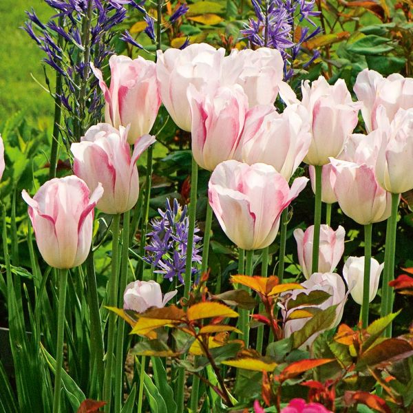 Tulip 'Blushing Girl' White Flower Farm