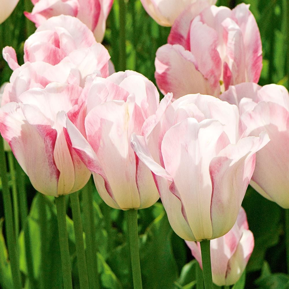 Tulip 'Blushing Girl' White Flower Farm