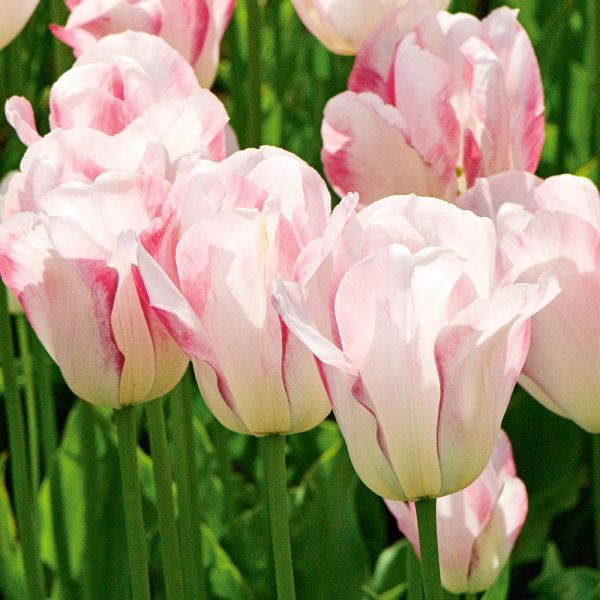 Tulip 'Blushing Girl' White Flower Farm