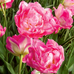  Tulip 'Double Sugar'