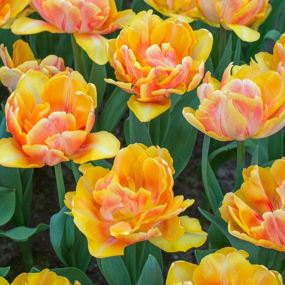 Tulip 'Foxy Foxtrot'