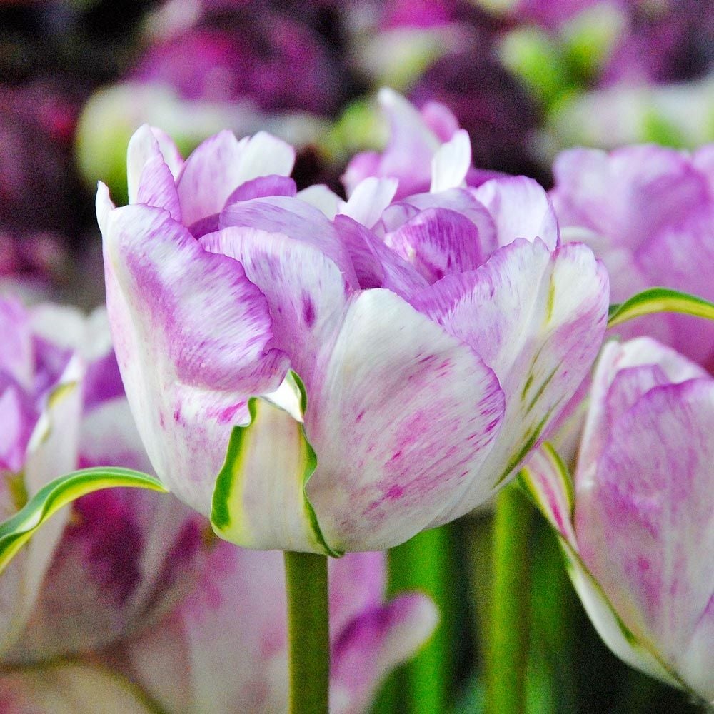 Tulip 'Shirley Double'