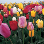  Grower's Choice Tulip Mix