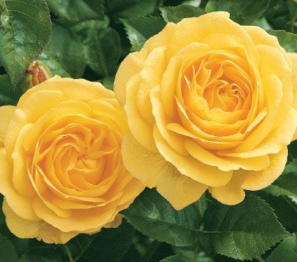 rose julia flower child roses plants resistant floribunda garden farm gopher yellow google childs thornless north shrubs flowers bushes whiteflowerfarm