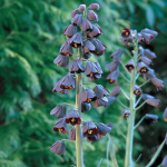  Fritillaria persica