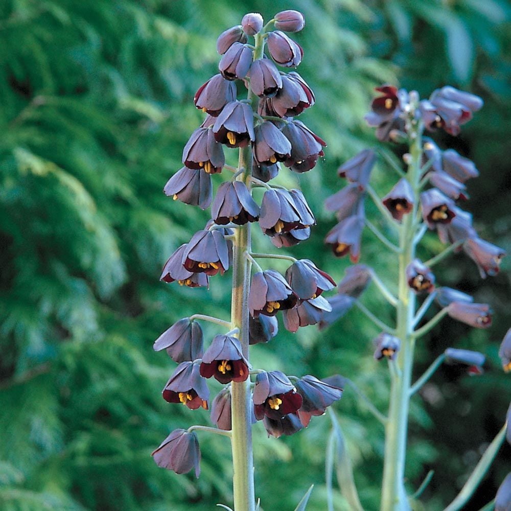 Fritillaria persica