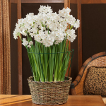  Paperwhite Kit with basket