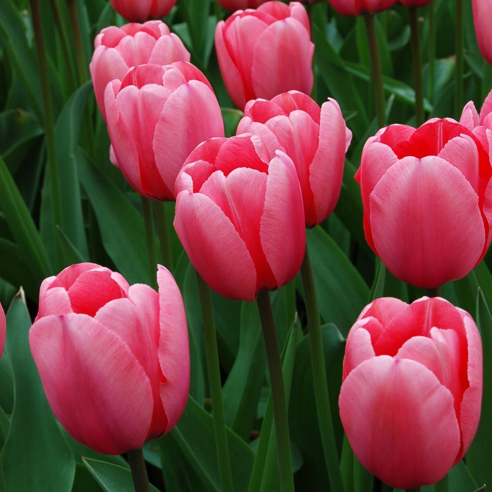 Tulip Pink Impression White Flower Farm