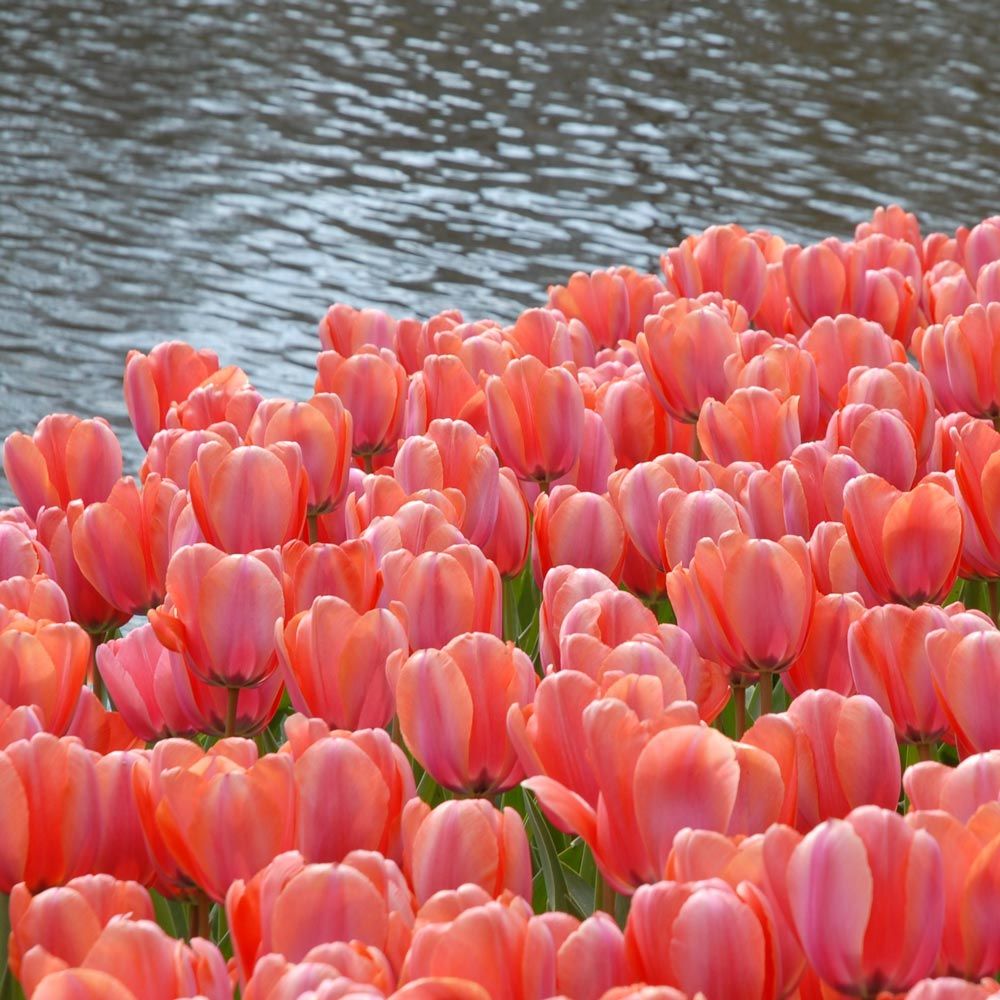 Tulip 20 Piece Apricot Impression, Huge Apricot Flowers Bulb Perennial Tulip Bulbs