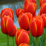  Tulip 'World's Favourite'