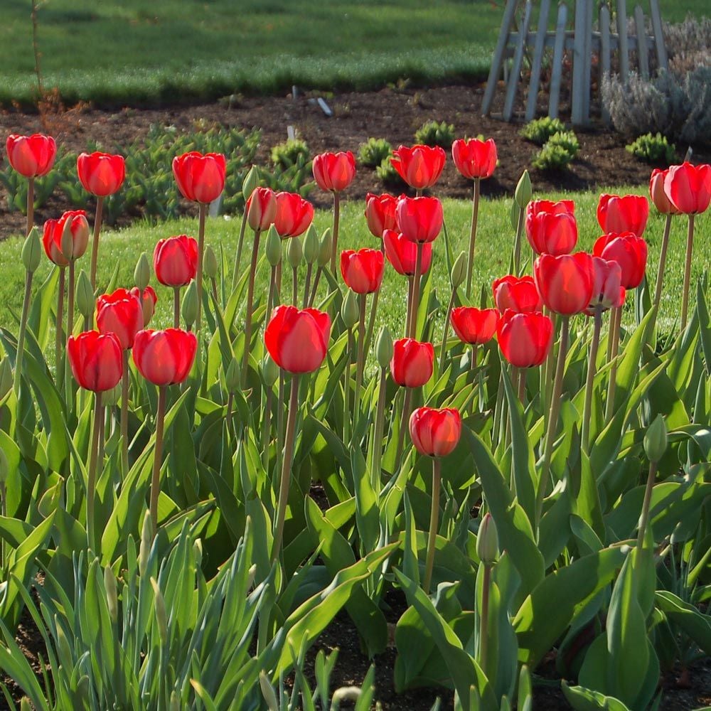White Flower Farm Red Perennial Tulip