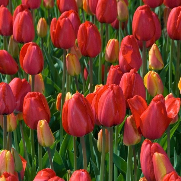 White Flower Farm Red Perennial Tulip White Flower Farm