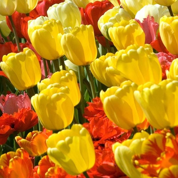 White Flower Farm Yellow Perennial Tulip White Flower Farm