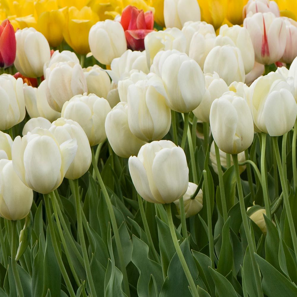 White Flower Farm Ivory Perennial Tulip White Flower Farm