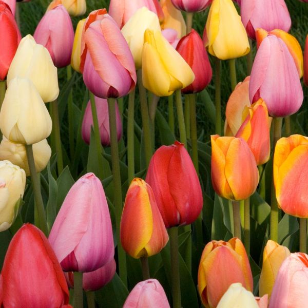 White Flower Farm Perennial Tulip Mixture White Flower Farm