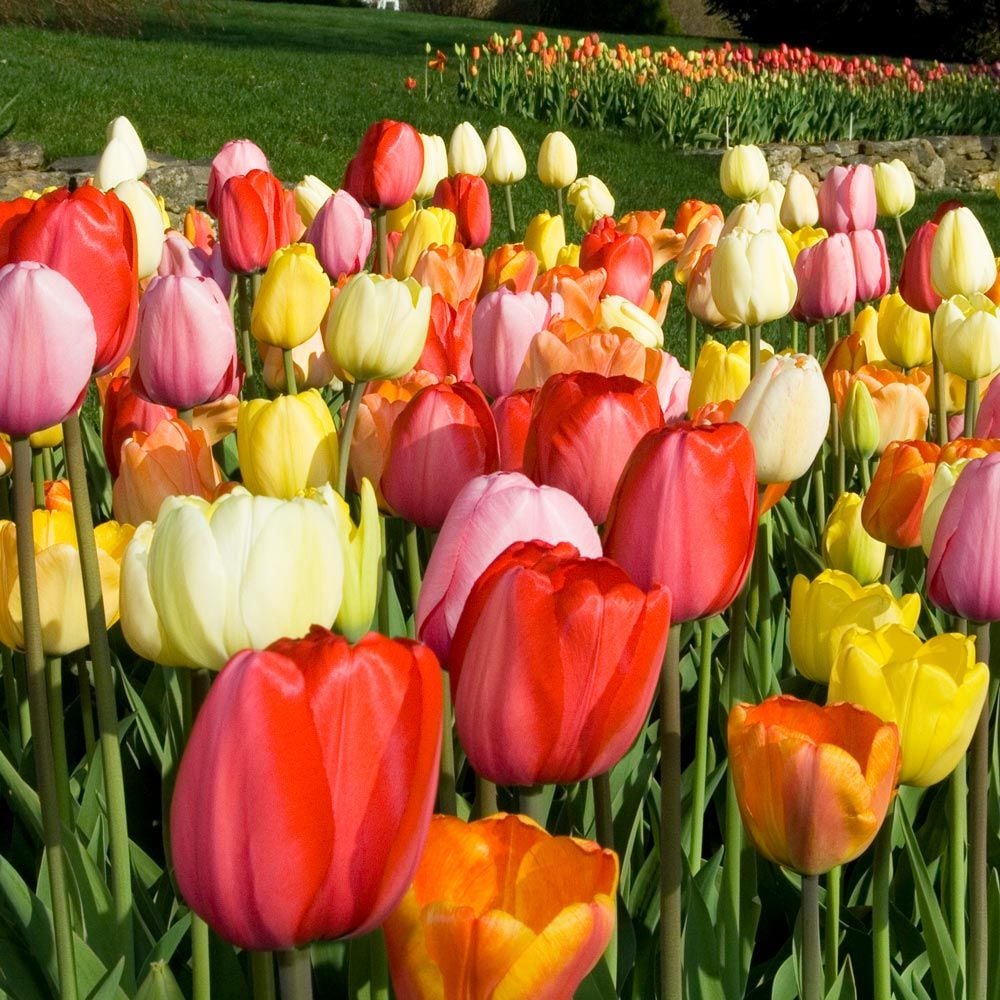 Are All Tulips Perennial 