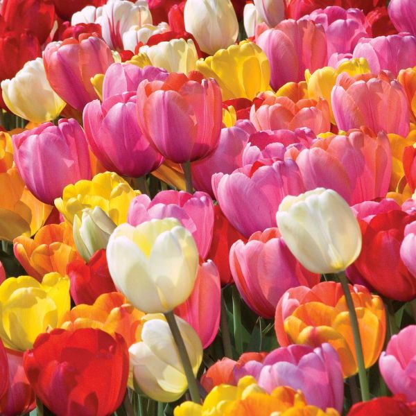 White Flower Farm Perennial Tulip Mixture White Flower Farm