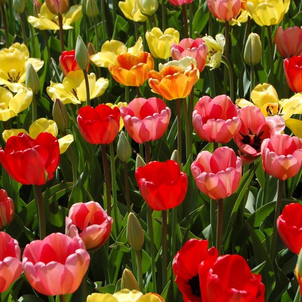 White Flower Farm Perennial Tulip Mixture White Flower Farm