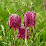  Fritillaria meleagris